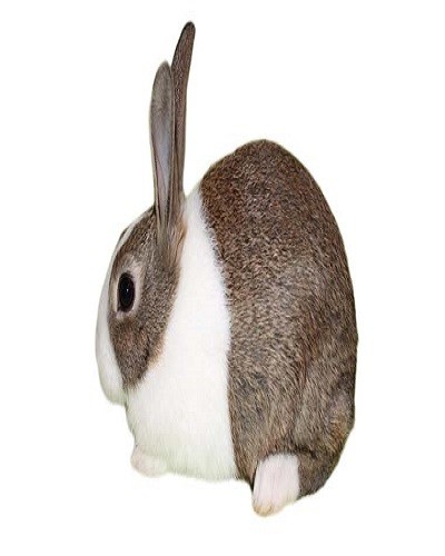 خرگوش هلندی