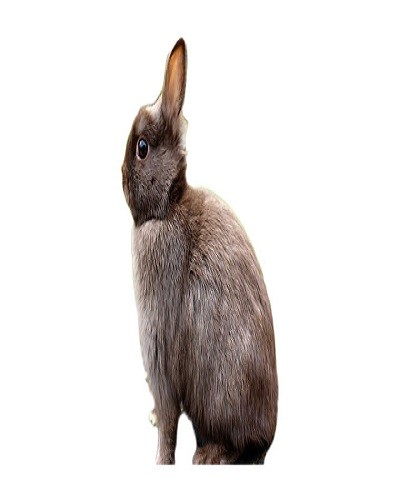 خرگوش کوتوله هلندی