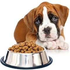نخوردن غذای خشک توسط سگ
